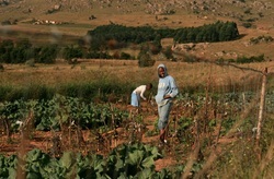 El Shaddai Farming Swaziland